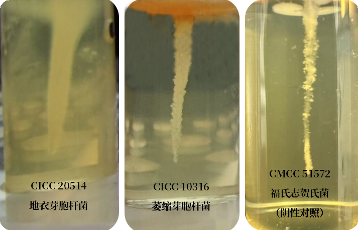 誰是芽胞桿菌中的“運動健將”？